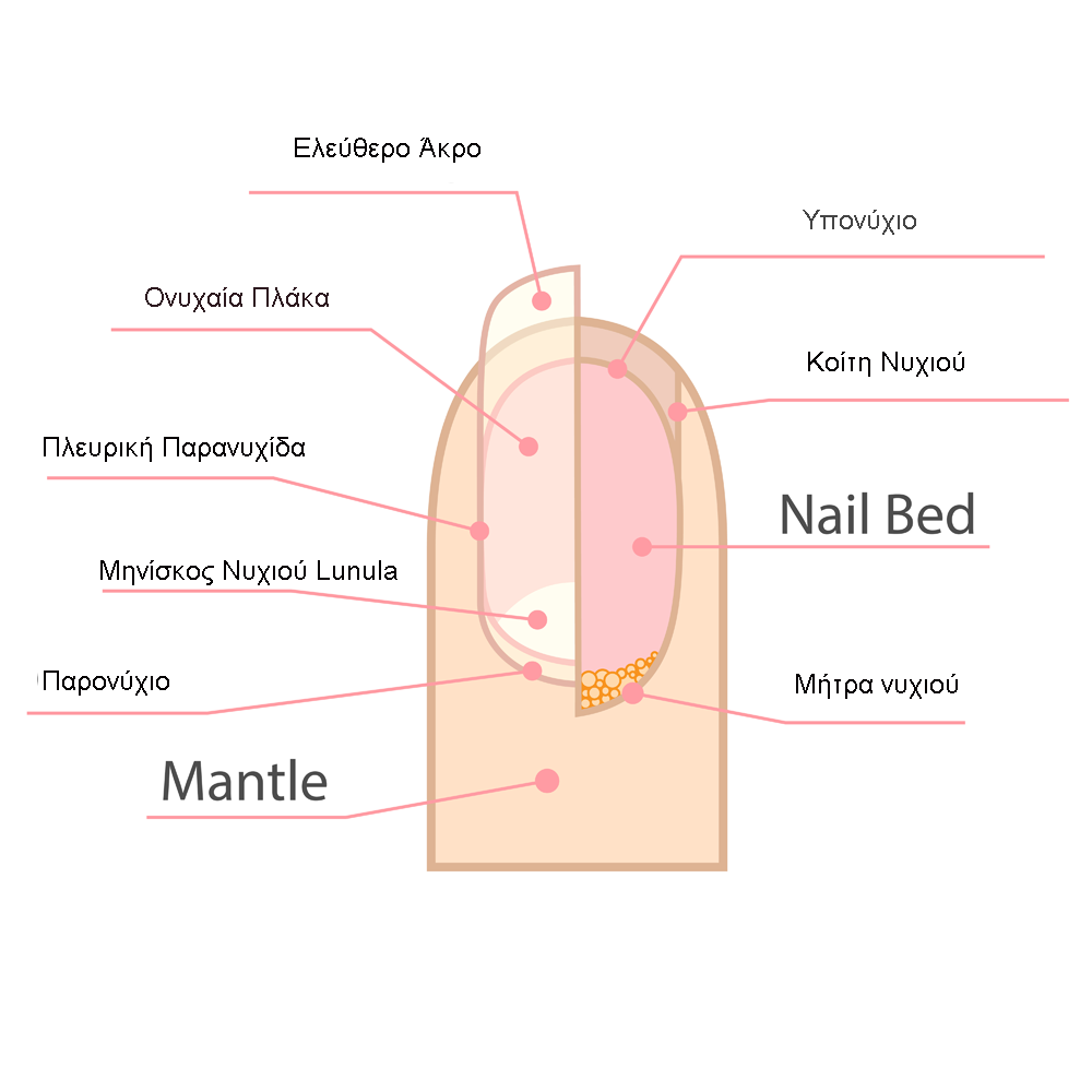 Ανατομία νυχιού
